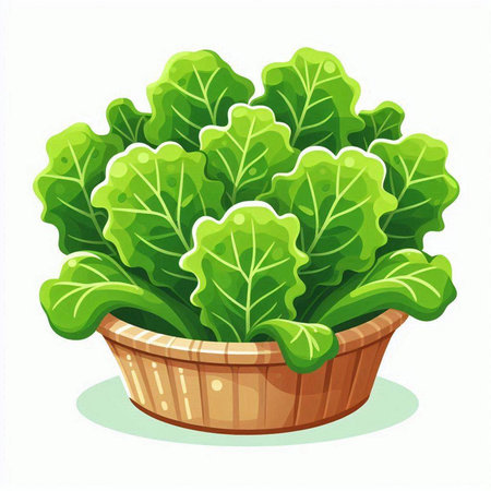 Lettuce in a basket isolated on white background. Vector illustration.のイラスト素材