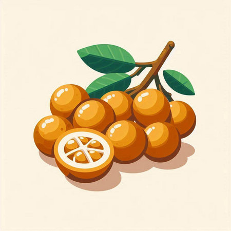 Kumquat fruit. Vector illustration of kumquat.のイラスト素材