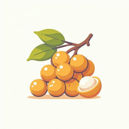 Longan fruit vector illustration. Vector illustration of longan fruit.のイラスト素材