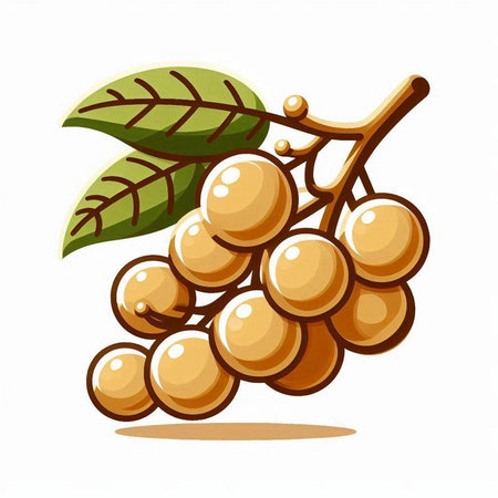 Illustration of a bunch of ripe longan on a white backgroundのイラスト素材