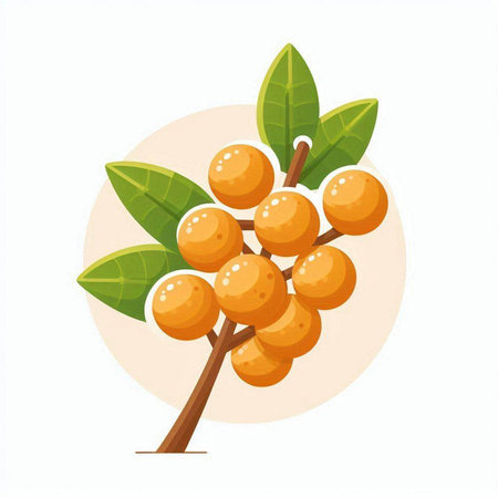 Ripe and juicy longan on a white background. Vector illustration.のイラスト素材