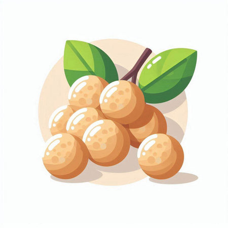 Longan fruit with green leaves on white background. Vector illustration.のイラスト素材