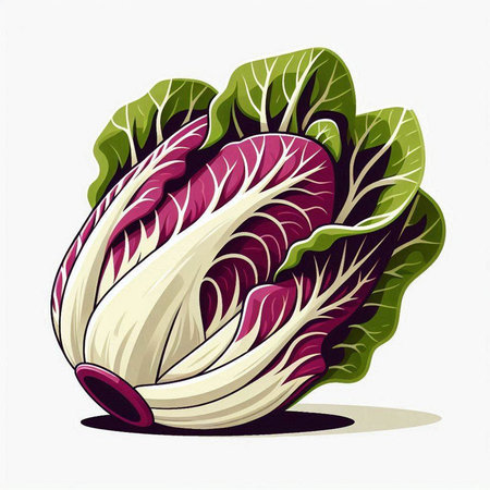 Radicchio isolated on white background. Vector illustration. Eps 10.のイラスト素材