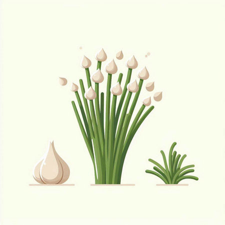 Garlic and chives on a white background. Vector illustration.のイラスト素材