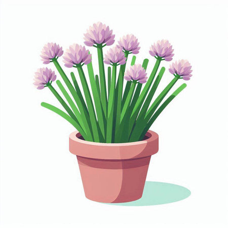 Flowerpot with chives on a white background. Vector illustration.のイラスト素材