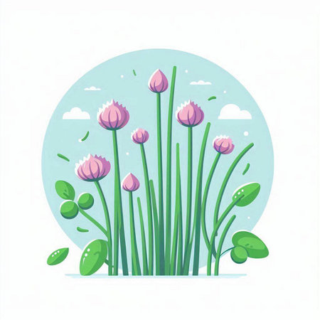 Flowering chives on a white background. Vector illustration.のイラスト素材