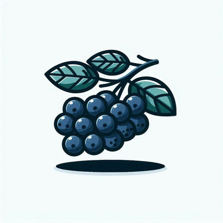 Vector illustration of a bunch of ripe black chokeberry with leaves.のイラスト素材