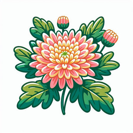 Chrysanthemum flower on a white background. Vector illustration.のイラスト素材