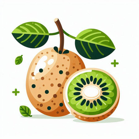 Kiwi fruit isolated on white background. Vector cartoon illustration.のイラスト素材