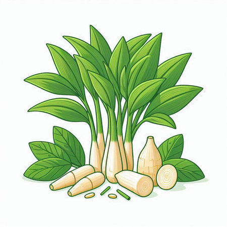 Illustration of fresh garlic and leaves isolated on a white background.のイラスト素材