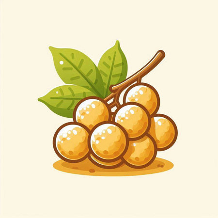 Longan fruit icon. Vector illustration of longan fruit isolated on white background.のイラスト素材