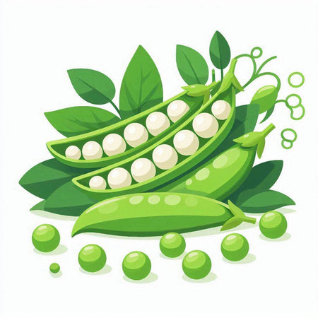 Peas with green leaves on a white background. Vector illustration.のイラスト素材