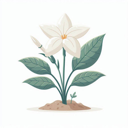 Illustration of a white flower on a white background, vector illustrationのイラスト素材