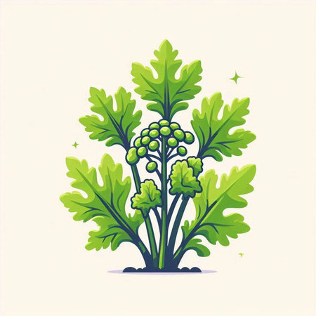 Coriander plant vector illustration. Coriandrum officinalis.のイラスト素材