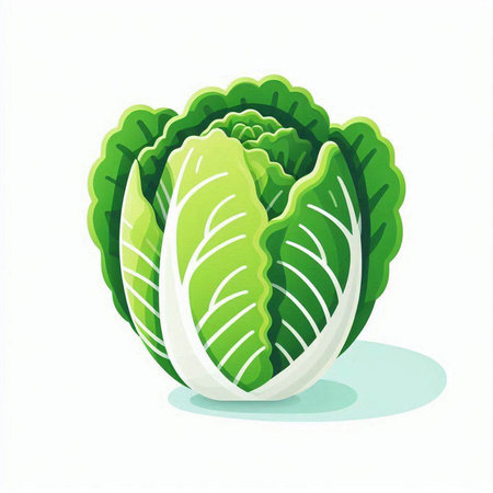 Illustration of a fresh green chinese cabbage on a white backgroundのイラスト素材