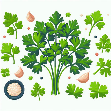 Parsley, garlic, parsley, peppercorns. Vector illustration.のイラスト素材