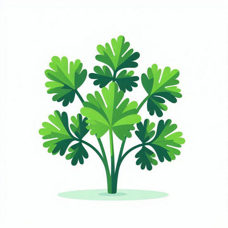 Parsley isolated on white background. Vector illustration. Eps 10.のイラスト素材