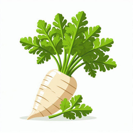 Fresh parsley vegetable isolated on white background. Vector Illustration.のイラスト素材
