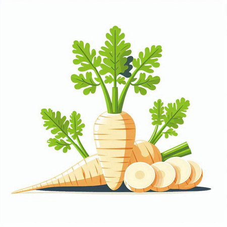 Carrot vector illustration isolated on white background. Carrot vegetable with green leaves.のイラスト素材
