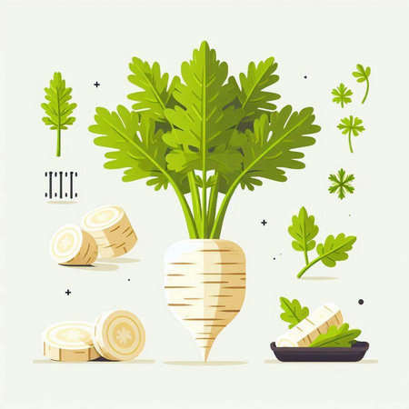 Vector illustration of parsley root. Flat style. Vegetables.のイラスト素材