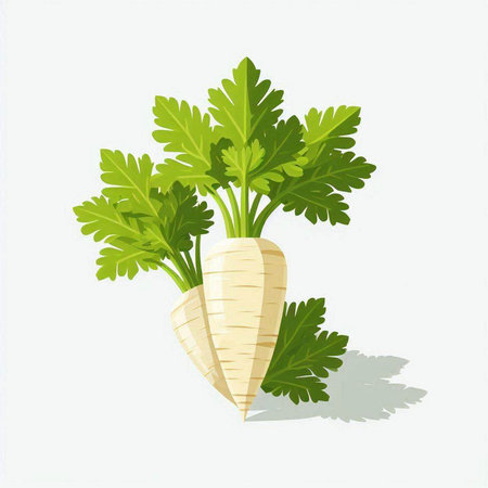 Parsley on white background. Vector illustration. Eps 10.のイラスト素材