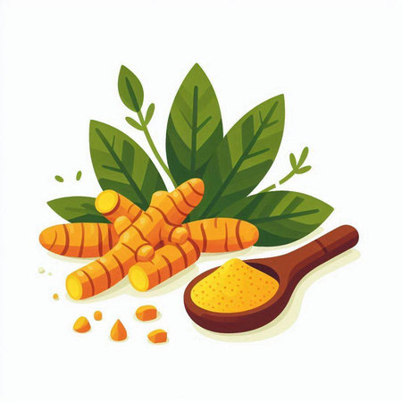 Turmeric root and powder in a wooden spoon. Vector illustration.のイラスト素材