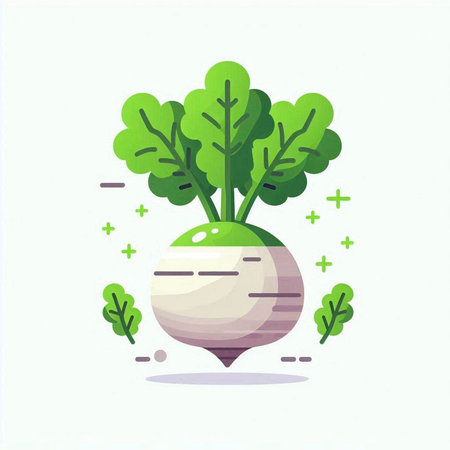 Radish flat vector illustration. Radish with green leaves isolated on white background.のイラスト素材