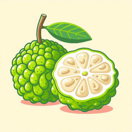 Bergamot fruit. Vector illustration of bergamot.のイラスト素材