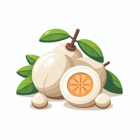 Santol fruit with leaves isolated on white background. Vector illustration.のイラスト素材