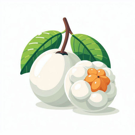 mangosteen vector illustration isolated on white background. mangosteen vector illustrationのイラスト素材