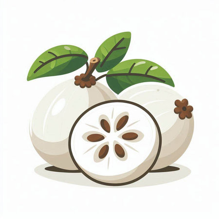 Vector illustration of whole and half of fresh mangosteen with leaves.のイラスト素材