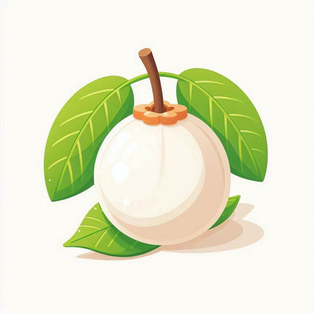 Illustration of a longan fruit with leaves on a white backgroundのイラスト素材