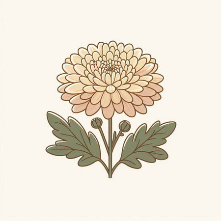 Chrysanthemum. Vector illustration. Isolated on white background.のイラスト素材