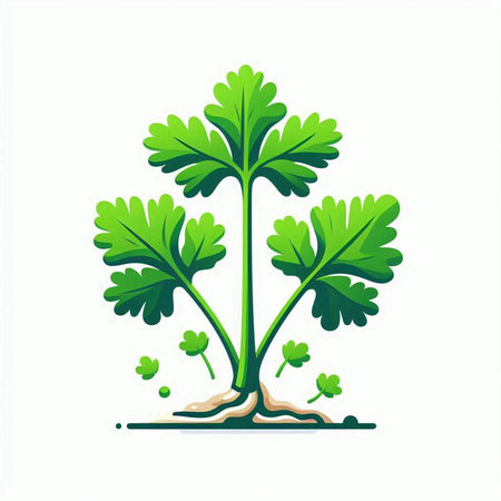 parsley plant icon isolated on white background. vector illustration.のイラスト素材