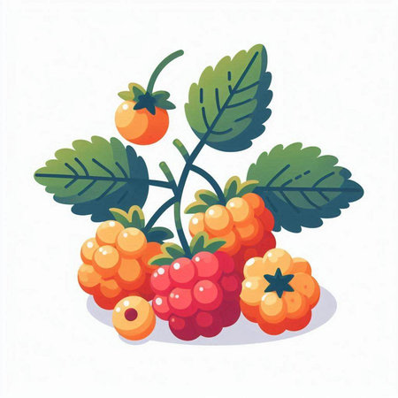 Raspberry fruit vector illustration isolated on white background. Ripe berries with green leaves.のイラスト素材