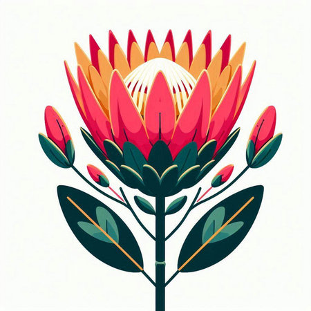 Beautiful protea flower on white background. Vector illustration in flat style.のイラスト素材