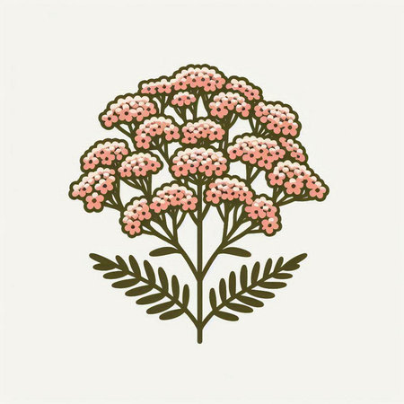 Achillea millefolium. Hand drawn vector illustration.のイラスト素材