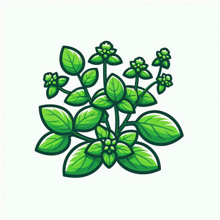 Oregano or oregano plant, herb and spice vector illustration.のイラスト素材