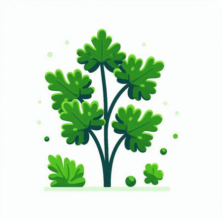 Parsley plant. Flat vector illustration isolated on white background.のイラスト素材