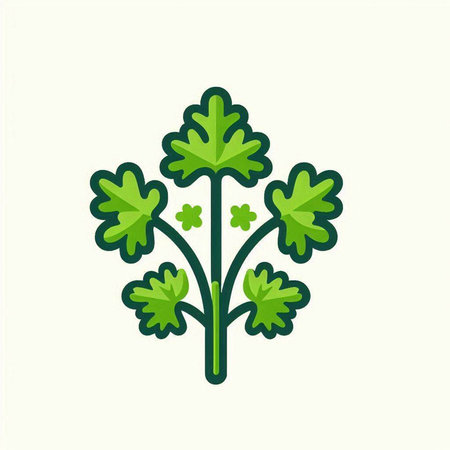 Coriander icon. Vector illustration of a fresh parsley.のイラスト素材