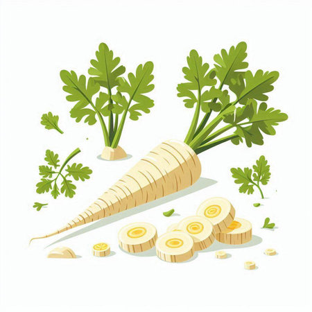 Parsnip and parsley isolated on white background. Vector illustration.のイラスト素材