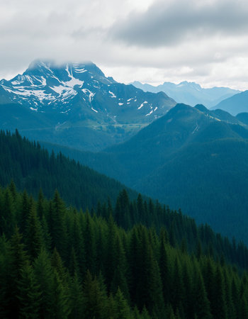Mountains covered with coniferous forest in the Carpathiansの写真素材