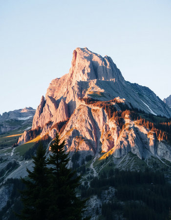 Camellia flower on a white background. Vector illustration.の写真素材