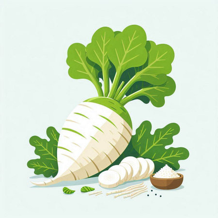 Daikon radish with parsley leaves and grains. Vector illustration.のイラスト素材