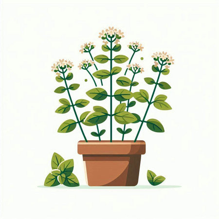 Flowerpot with oregano on a white background. Vector illustration.のイラスト素材