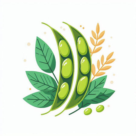Green soybeans with leaves and seeds isolated on white background. Vector illustration.のイラスト素材