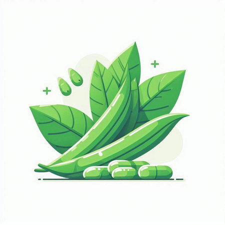 Green beans with leaves and drops of water. Vector illustration on white background.のイラスト素材