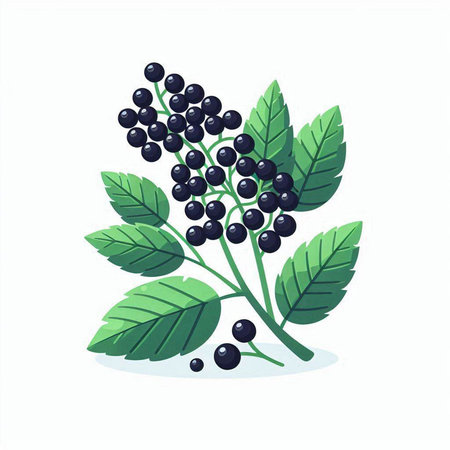 Ginger root with leaves, isolated on white background. Vector illustration.のイラスト素材