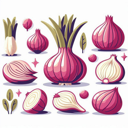 Set of fresh onions. Vector illustration. Isolated on white background.のイラスト素材