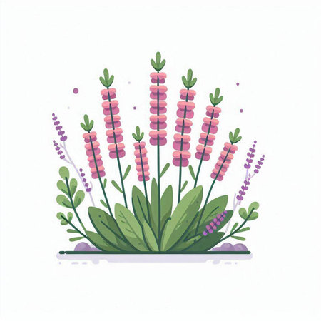 Lavender flowers on white background. Hand drawn vector illustration.のイラスト素材